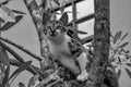 black and white of a kitten playing on a tree branch with a face staring intently ahead Royalty Free Stock Photo