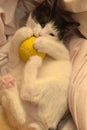 black and white kitten plays ball