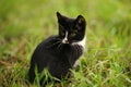 Black and white kitten rest in green garden