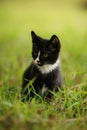 Black and white kitten rest in the green grass