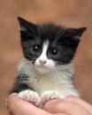 Black and white kitten with a scared unhappy little face Royalty Free Stock Photo