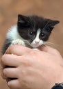 Black and white kitten with a scared unhappy little face Royalty Free Stock Photo