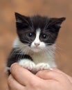Black and white kitten with a scared unhappy little face Royalty Free Stock Photo