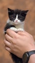 Black and white kitten with a scared unhappy little face Royalty Free Stock Photo