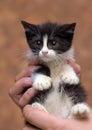 Black and white kitten with a scared unhappy little face Royalty Free Stock Photo