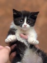 Black and white kitten with a scared unhappy little face