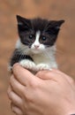 Black and white kitten with a scared unhappy little face Royalty Free Stock Photo