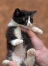 Black and white kitten with a scared unhappy little face Royalty Free Stock Photo