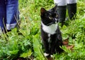 Black-and-white kitten is siting on old wooden board in grass in summer after rain. Royalty Free Stock Photo