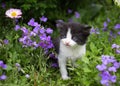 Black and white kitten sits on a flower bed in the garden among many small purple flowers Royalty Free Stock Photo