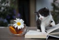 Black and white kitten sits on open book. Inquisitive pet