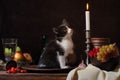 Black and white kitten sitting in a clay plate and looking at a Royalty Free Stock Photo