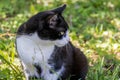 A black-white kitten Royalty Free Stock Photo