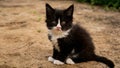A black and white kitten sitting on the ground looking at something, AI Royalty Free Stock Photo