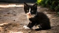 A black and white kitten sitting on the ground with a sad look, AI Royalty Free Stock Photo