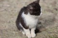 Black and white kitten sitting on ground Royalty Free Stock Photo