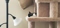 Black and White Kitten Sleep in Cat Tower Royalty Free Stock Photo