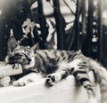 black and white of a kitten sleeping in a pile of used cardboard and some broken things