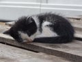Black and White Kitten Sleeping.