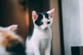 Black and white kitten starring on floor