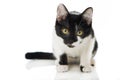 Black and white kitten on white background Royalty Free Stock Photo