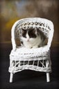 Black and White Kitten on Wicker Chair Royalty Free Stock Photo