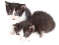 Black and white kittens