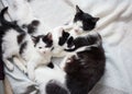 Black and white kittens lie near the cat`s mother, the process of feeding them with breast milk Royalty Free Stock Photo