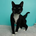 black and white kitty cat with green eyes standing up portrait Royalty Free Stock Photo