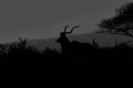 black and white kudu silhouette