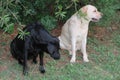 Black and White Labrador Dogs in garden on green grass Royalty Free Stock Photo