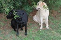 Black and White Labrador Dogs in garden on green grass Royalty Free Stock Photo