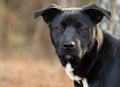 Black and white Labrador mixed breed