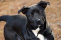 Black and white Labrador mixed breed Royalty Free Stock Photo