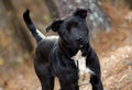 Black and white Labrador mixed breed