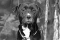 Black and White Labrador Retriever mix breed dog sitting outside Royalty Free Stock Photo