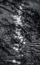 Black White Lake Ashiniko Water Reflection Abstract Hakone Kanagawa Japan Royalty Free Stock Photo