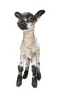 Black and white Lamb facing the camera (15 days ol Royalty Free Stock Photo