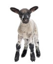 Black and white Lamb facing the camera 15 days old Royalty Free Stock Photo