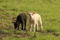 A black & white lamb are grazing together in a green meadow Royalty Free Stock Photo