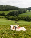 Black and white lamb in meadow Royalty Free Stock Photo