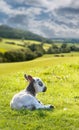 Black and white lamb in meadow Royalty Free Stock Photo