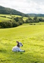 Black and white lamb in meadow Royalty Free Stock Photo