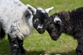 Black and white lambs lamb by Loughrigg Tarn Royalty Free Stock Photo