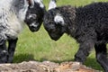 Black and white lambs lamb by Loughrigg Tarn Royalty Free Stock Photo