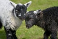 Black and white lambs lamb by Loughrigg Tarn Royalty Free Stock Photo