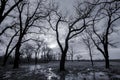 Black and white landscape - autumn forest and swamp