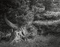 Black and white landscape with big hollow tree Royalty Free Stock Photo