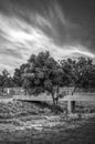 A black and white landscape with high contrast on a tree near a bridge Royalty Free Stock Photo