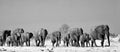 Black & White Landscape of a large herd of elephants walking across the African Savannah in Hwange National Park